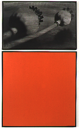Dittici – foto/colore, Papavero,1992, foto e pigmento su tela
